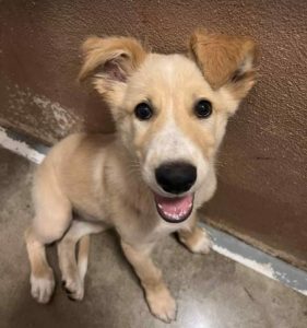 Lorrie a fawn rescue dog | 1 dog at a time rescue UK