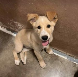 Lorrie a fawn rescue dog | 1 dog at a time rescue UK
