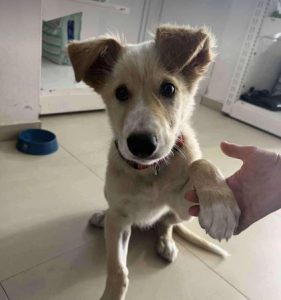 Lorrie a fawn rescue dog | 1 dog at a time rescue UK