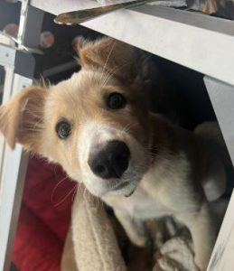 Lorrie a fawn rescue dog | 1 dog at a time rescue UK