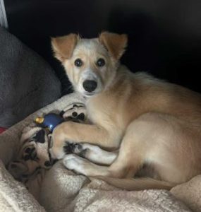 Lorrie a fawn rescue dog | 1 dog at a time rescue UK