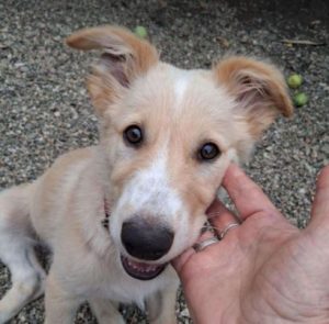 Lorrie a fawn rescue dog | 1 dog at a time rescue UK