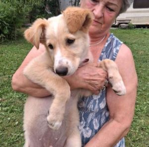 Lorrie a fawn rescue dog | 1 dog at a time rescue UK