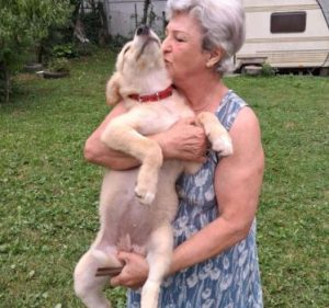 Lorrie a fawn rescue dog | 1 dog at a time rescue UK