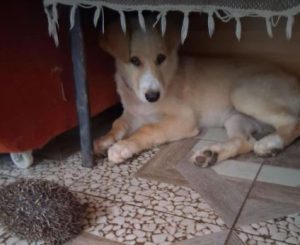 Lorrie a fawn rescue dog | 1 dog at a time rescue UK