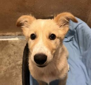 Lorrie a fawn rescue dog | 1 dog at a time rescue UK