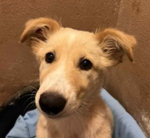 Lorrie a fawn rescue dog | 1 dog at a time rescue UK
