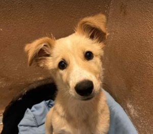 Lorrie a fawn rescue dog | 1 dog at a time rescue UK
