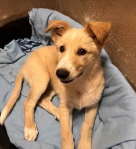 Lorrie a fawn rescue dog | 1 dog at a time rescue UK