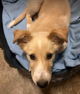 Lorrie a fawn rescue dog | 1 dog at a time rescue UK