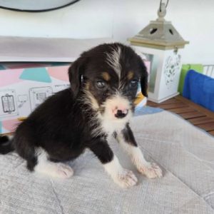 Winnie a black, white and brown rescue dog|1 dog at a time rescue UK