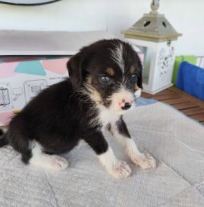 Winnie a black, white and brown rescue dog|1 dog at a time rescue UK