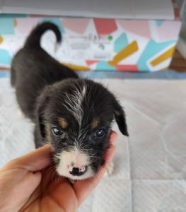 Winnie a black, white and brown rescue dog|1 dog at a time rescue UK