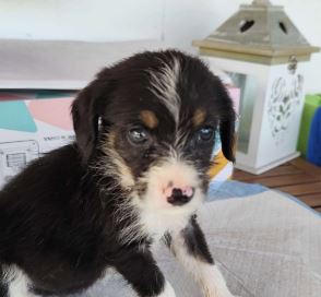 Winnie a black, white and brown rescue dog|1 dog at a time rescue UK