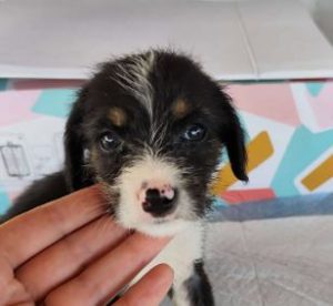 Winnie a black, white and brown rescue dog|1 dog at a time rescue UK