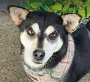 Freddie a brown rescue dog | 1 dog at a time rescue UK