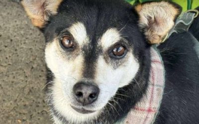 Freddie – In UK Kennels