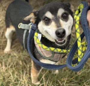 Freddie a brown rescue dog | 1 dog at a time rescue UK