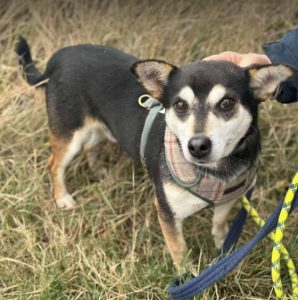 Freddie a brown rescue dog | 1 dog at a time rescue UK