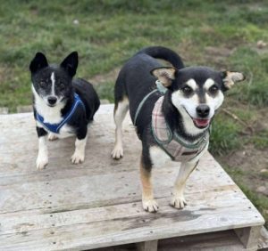 Freddie a brown rescue dog | 1 dog at a time rescue UK