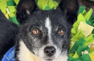 Ginnie – In UK Kennels