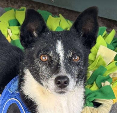 Ginnie – In UK Kennels