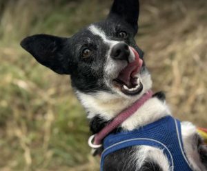 Ginnie a black and white rescue dog | 1 dog at a time rescue UK