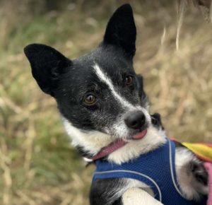 Ginnie a black and white rescue dog | 1 dog at a time rescue UK