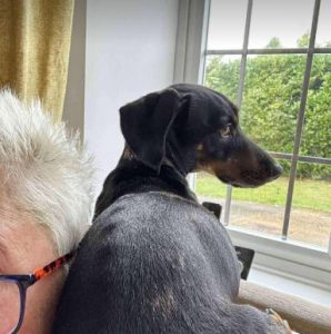 Molly a black and brown rescue dog | 1 dog at a time rescue UK