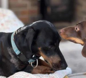 Molly a black and brown rescue dog | 1 dog at a time rescue UK