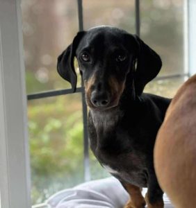 Molly a black and brown rescue dog | 1 dog at a time rescue UK
