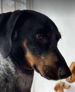 Molly a black and brown rescue dog | 1 dog at a time rescue UK