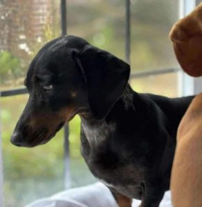 Molly a black and brown rescue dog | 1 dog at a time rescue UK