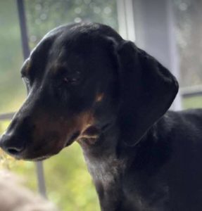 Molly a black and brown rescue dog | 1 dog at a time rescue UK