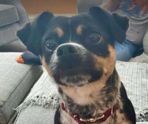 Lolly a black and tan rescue dog | 1 dog at a time rescue UK