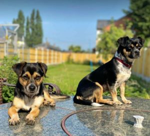 Lolly a black and tan rescue dog | 1 dog at a time rescue UK