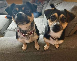 Lolly a black and tan rescue dog | 1 dog at a time rescue UK