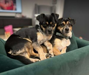 Lolly a black and tan rescue dog | 1 dog at a time rescue UK