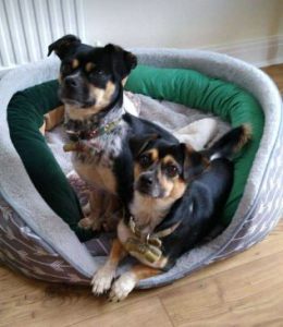 Lolly a black and tan rescue dog | 1 dog at a time rescue UK