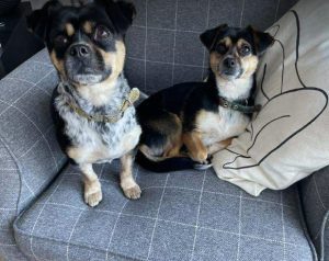 Lolly a black and tan rescue dog | 1 dog at a time rescue UK