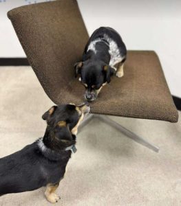 Lolly a black and tan rescue dog | 1 dog at a time rescue UK