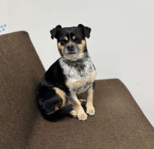 Lolly a black and tan rescue dog | 1 dog at a time rescue UK