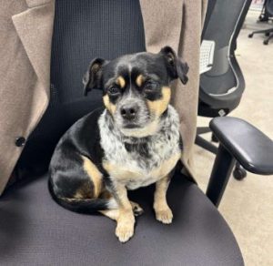 Lolly a black and tan rescue dog | 1 dog at a time rescue UK