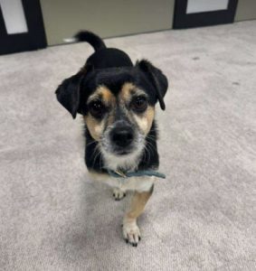 Poppy a black and tan rescue dog | 1 dog at a time rescue UK