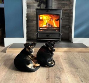 Poppy a black and tan rescue dog | 1 dog at a time rescue UK