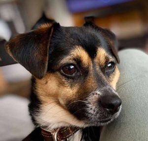 Poppy a black and tan rescue dog | 1 dog at a time rescue UK