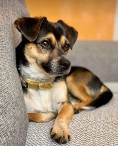 Poppy a black and tan rescue dog | 1 dog at a time rescue UK