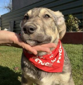 Aisha a brindle rescue dog | 1 dog at a time rescue UK