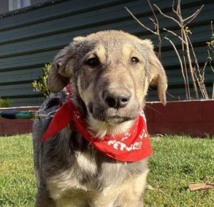 Aisha a brindle rescue dog | 1 dog at a time rescue UK