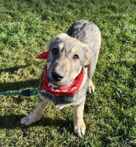 Aisha a brindle rescue dog | 1 dog at a time rescue UK